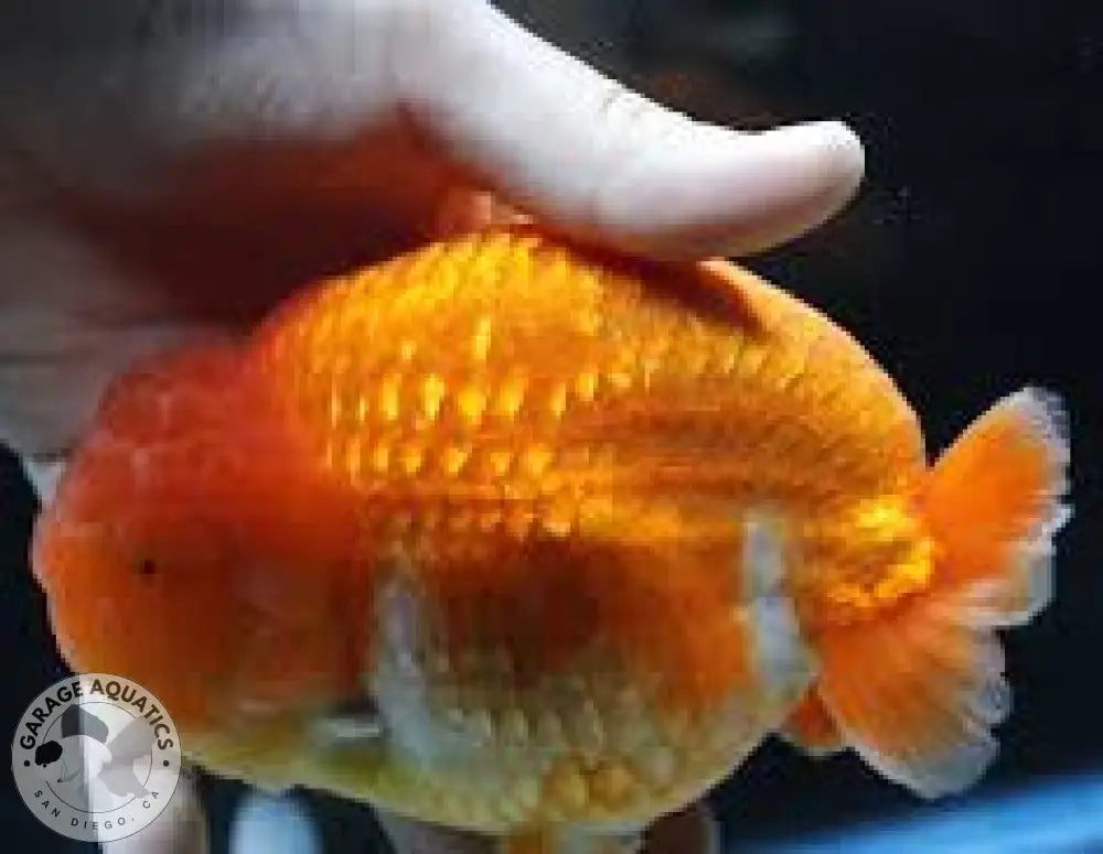 Live Fancy Goldfish Premium Select Our Choice Thai Hybrid Ranchu Big Structure/Giant TVR RED (Our Choice) GOLDFISH