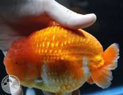 Live Fancy Goldfish Premium Select Our Choice Thai Hybrid Ranchu Big Structure/Giant TVR RED (Our Choice) GOLDFISH