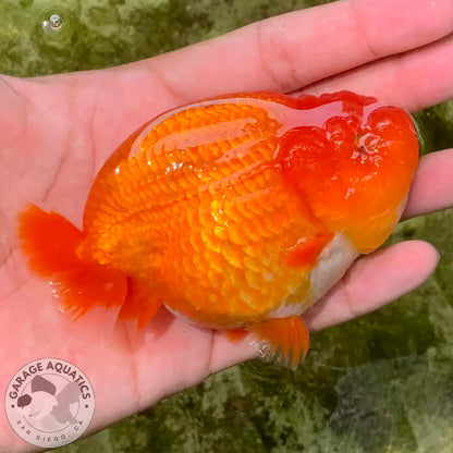 Live Fancy Goldfish Premium Select Our Choice Thai Hybrid Ranchu Big Structure/Giant TVR RED (Our Choice) GOLDFISH