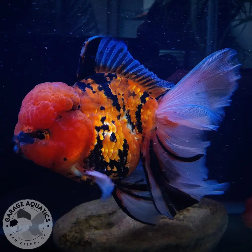 Live Fancy Goldfish Premium Thai Oranda 2’’ Body Tiger Pattern (Our Choice) 2’’ Body / Mix GOLDFISH