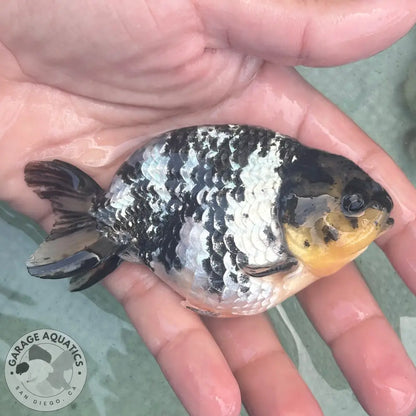 Live Premium Fancy Goldfish AA Thai Ranchu White Tiger 3.5” body Male 7 Months (JC-158) BlackTub#1 - GOLDFISH