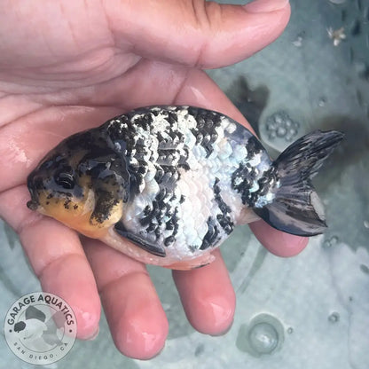 Live Premium Fancy Goldfish AA Thai Ranchu White Tiger 3.5” body Male 7 Months (JC-158) BlackTub#1 - GOLDFISH
