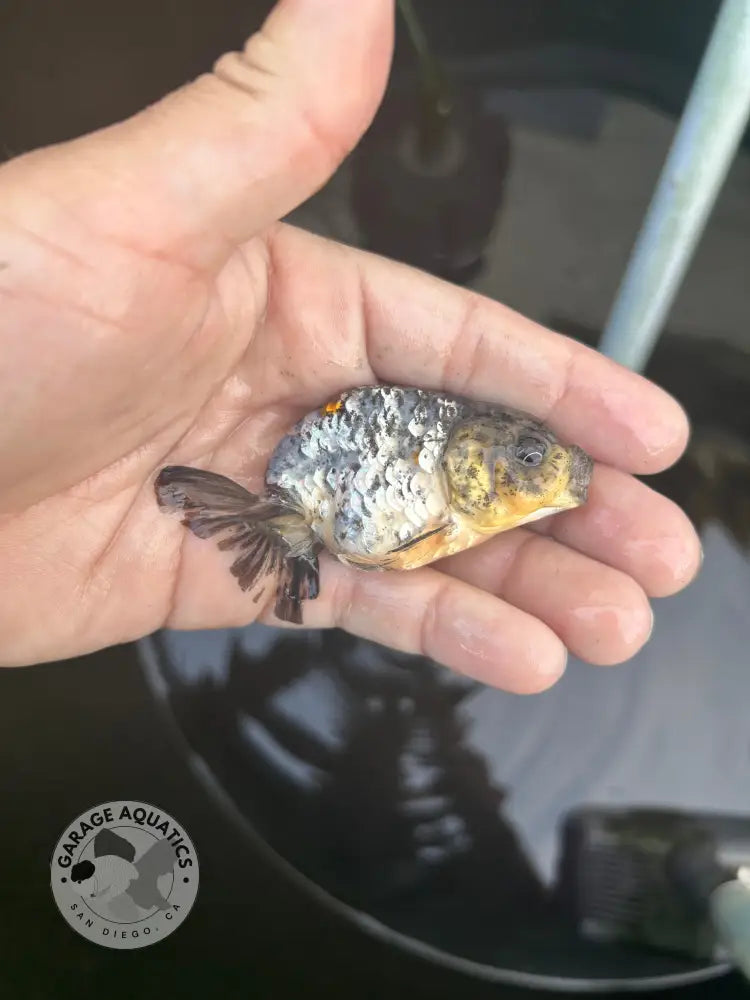 Live Premium Fancy Goldfish Ranchu White Tiger 2.5’’ Body (JC-131) BlackTub #4 - 2.5’’ Body / White tiger / Male