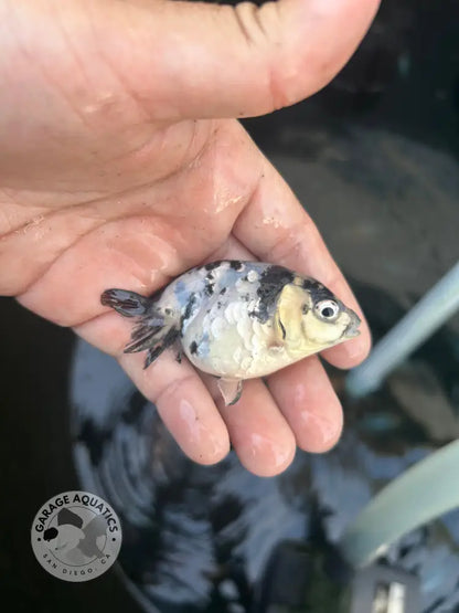 Live Premium Fancy Goldfish Ranchu White Tiger 2.5’’ Body (JC-139) BlackTub #4 - 2.5’’ Body / White Tiger - GOLDFISH
