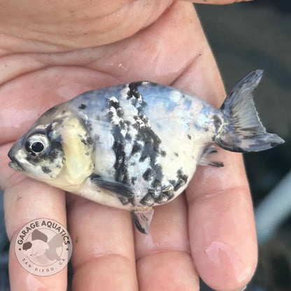 Live Premium Fancy Goldfish Ranchu White Tiger 2.5’’ Body (JC-139) BlackTub #4 - 2.5’’ Body / White Tiger - GOLDFISH
