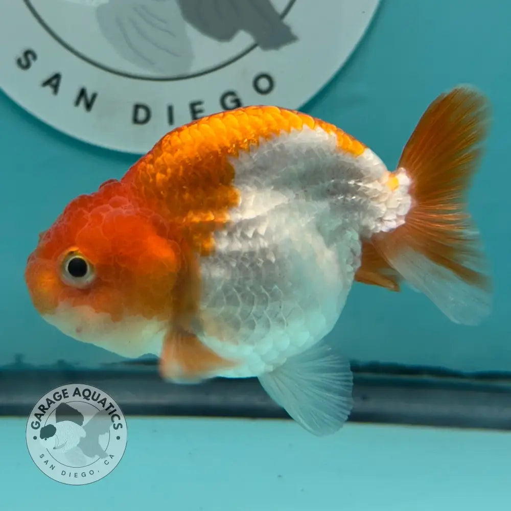A live orange and white goldfish swimming in a light blue tank, with a circular 'Garage Aquatics San Diego' sticker on the back glass.