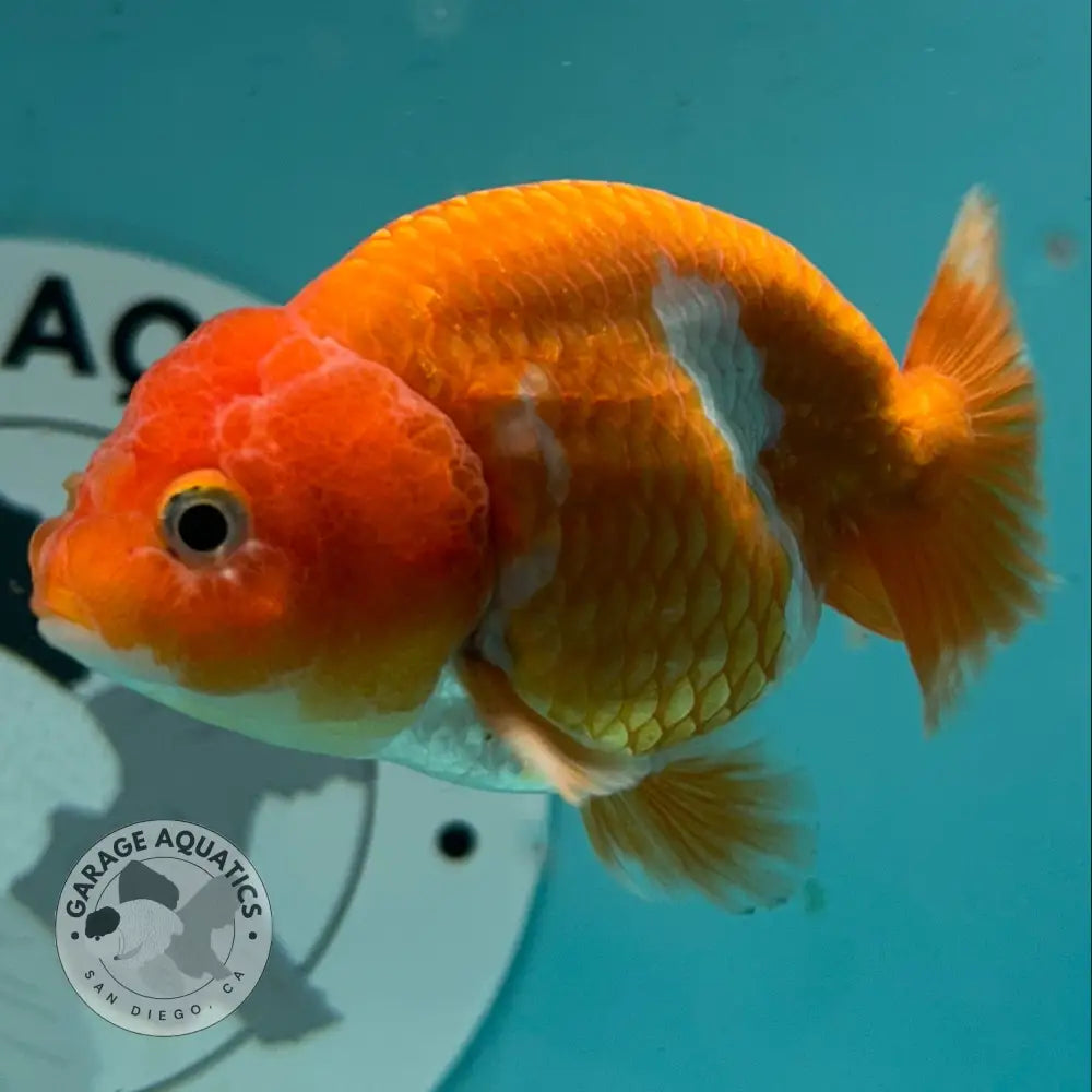 An orange and white striped goldfish swims in clear blue water inside a container, with a circular Garage Auto San Diego sticker visible on the side.