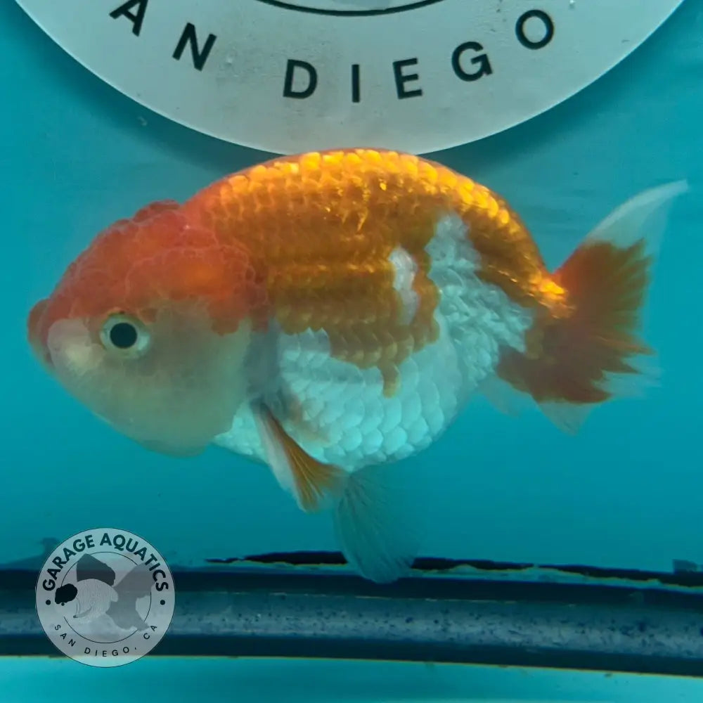 An orange and white fish swimming in a turquoise tank, with a round San Diego logo decal visible on the background wall.