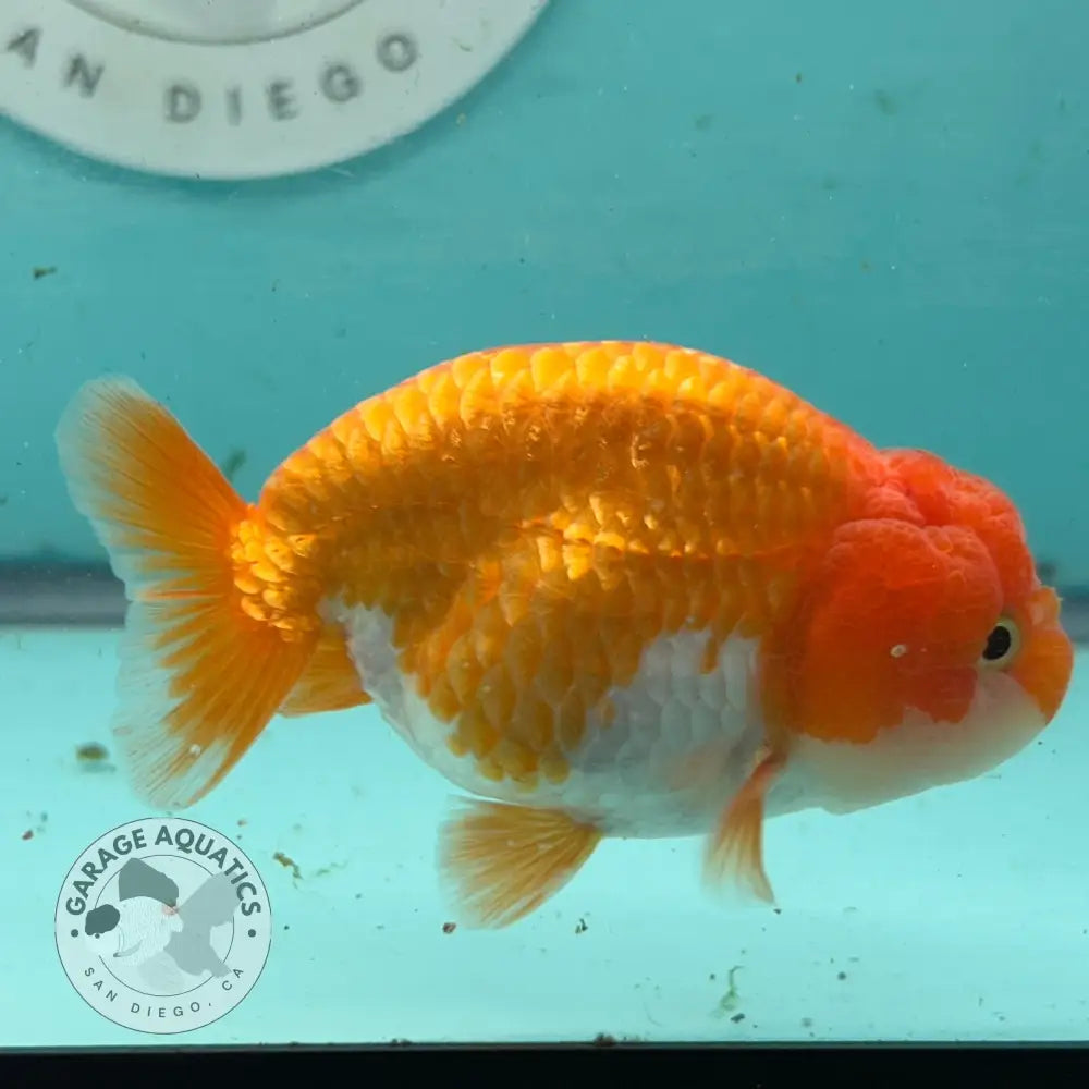 Live Premium Fancy Goldfish Thai Lionchu Red & White 3’’ Male Body (DON-006) - Red & White - GOLDFISH