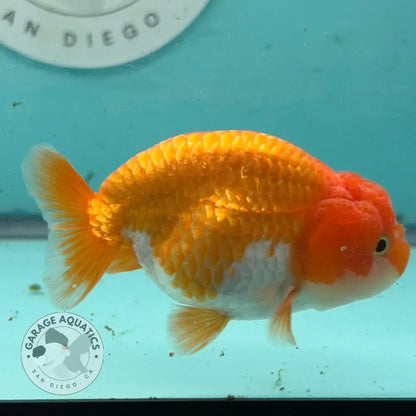 Live Premium Fancy Goldfish Thai Lionchu Red & White 3’’ Male Body (DON-006) - Red & White - GOLDFISH