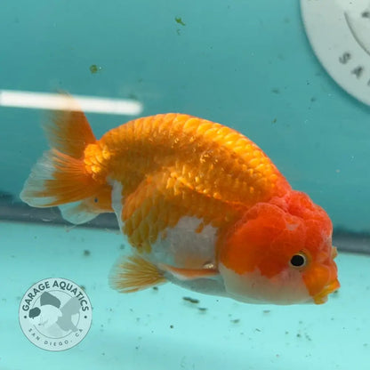 An orange and white ramsello fish swimming in a light blue aquarium tank, with a Garage Aquatics San Diego sticker on the back glass.