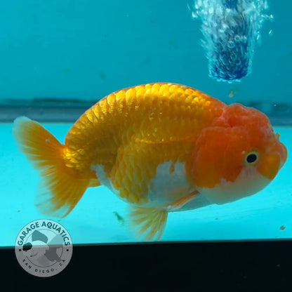 A live goldfish, specifically a San Diego Goldfish (SDG) Randa variety, swimming in a blue-tinted aquarium tank with an air bubbler running vertically. The fish has a prominent orange forehead and nuchal crest, with white and orange markings on its body and tail.
