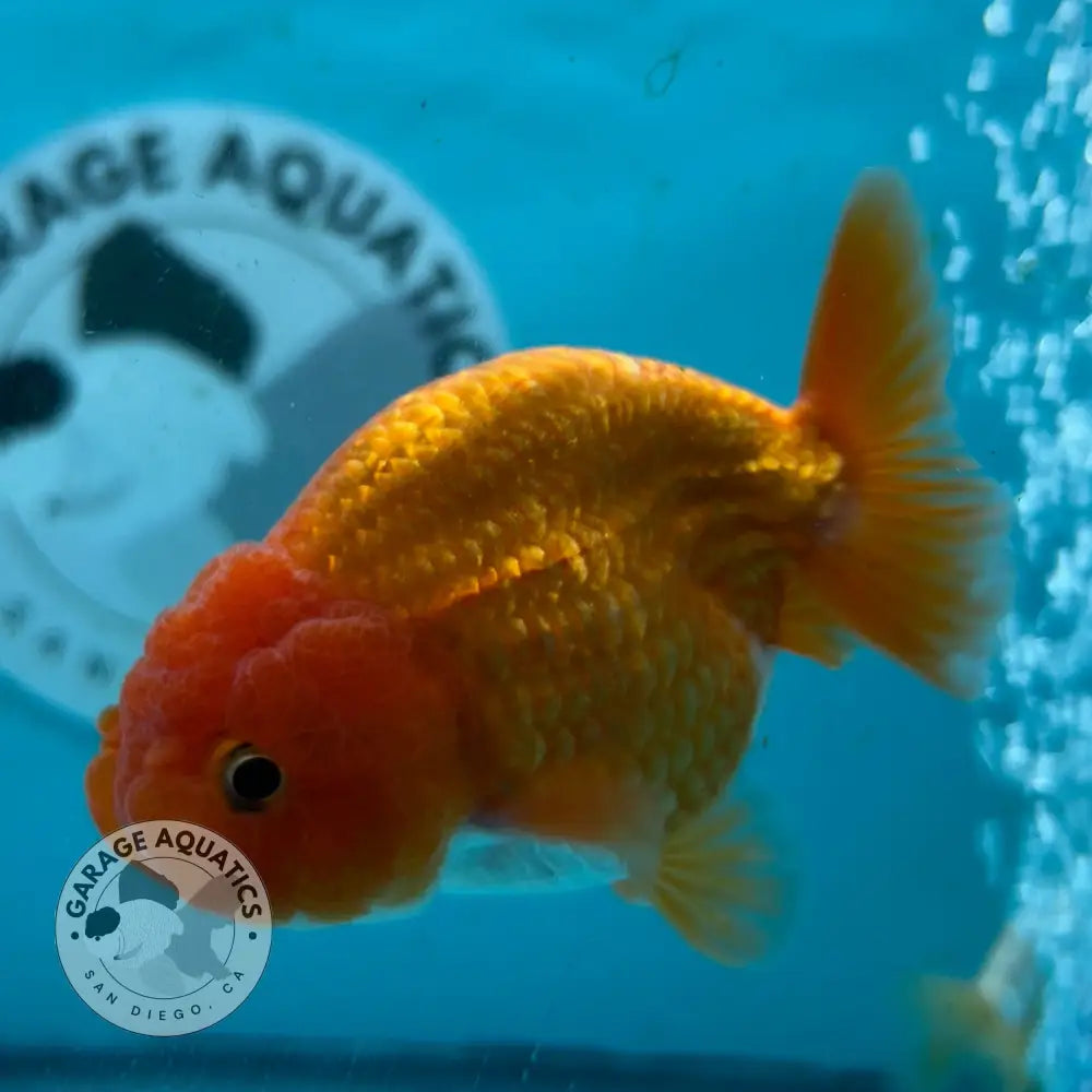 Live Premium Fancy Goldfish Thai Lionchu Red & White 3’’ Male Body (DON-008) - Red & White - GOLDFISH