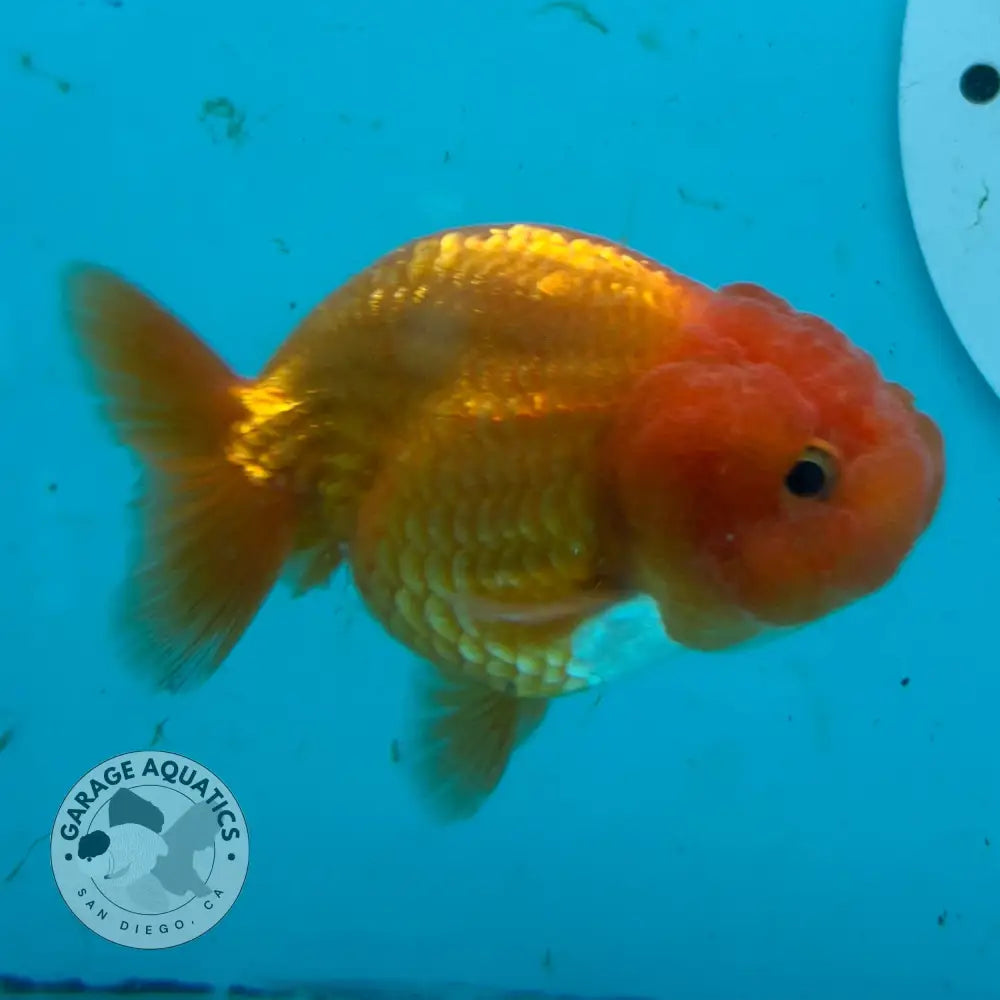 A live orange and red rummy-nose goldfish swimming in a blue-tinted aquarium tank, with a circular sticker partially visible on the right.
