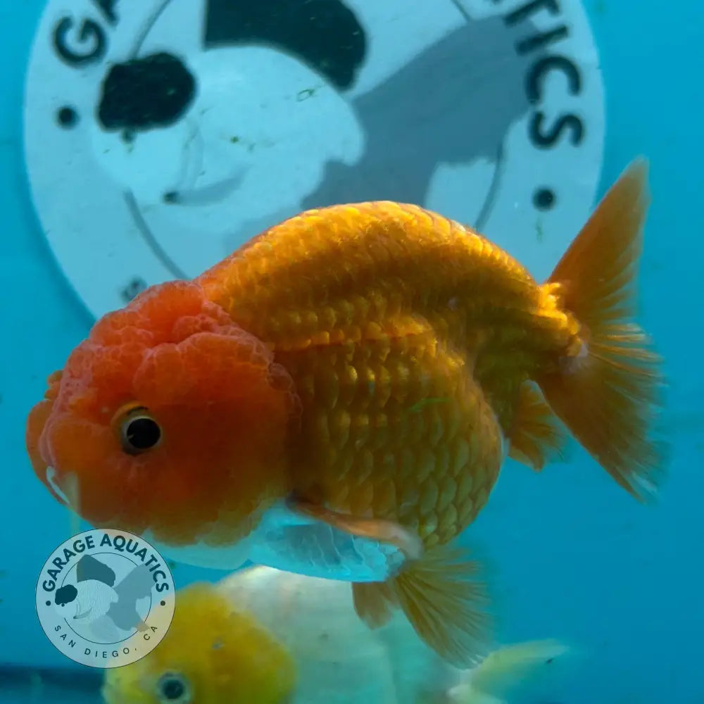 Two goldfish, one orange and one yellow-and-white, swimming in a blue tank with a visible Garage Aquatics logo sticker on the background.
