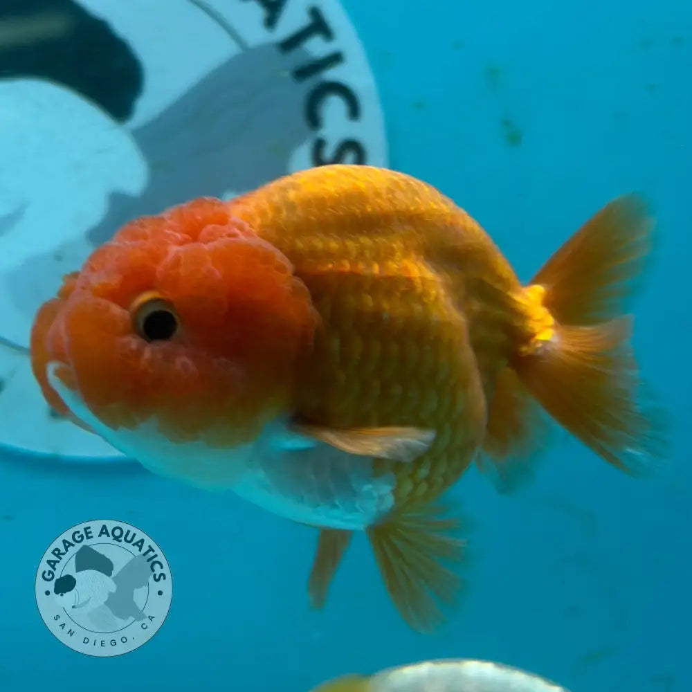 Two live aquarium fish, one orange and one yellow-and-white, swimming in a blue tank with a visible Garage Aquatics San Diego logo on the back wall.