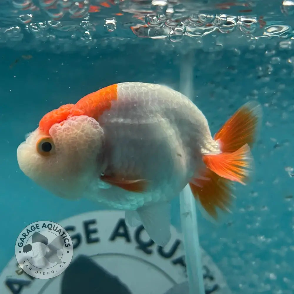 Live Premium Fancy Goldfish Thai Lionchu Red & White 3’’ Male Body (DON-010) - GOLDFISH