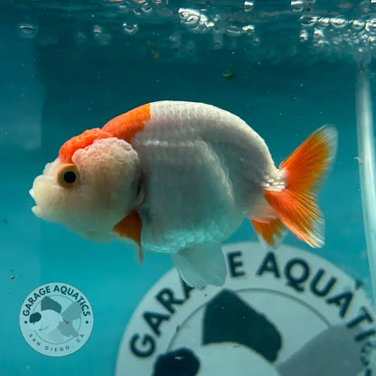 Live Premium Fancy Goldfish Thai Lionchu Red & White 3’’ Male Body (DON-010) - GOLDFISH