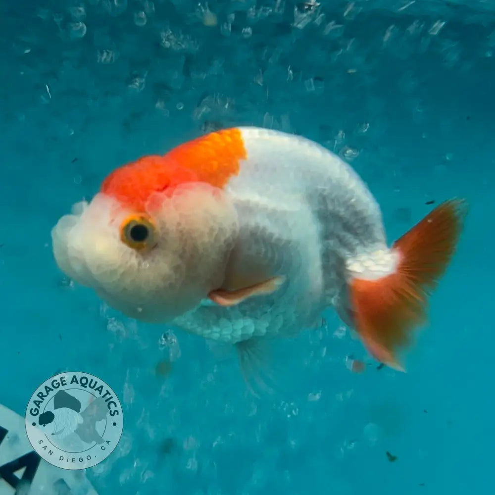 Live Premium Fancy Goldfish Thai Lionchu Red & White 3’’ Male Body (DON-010) - GOLDFISH