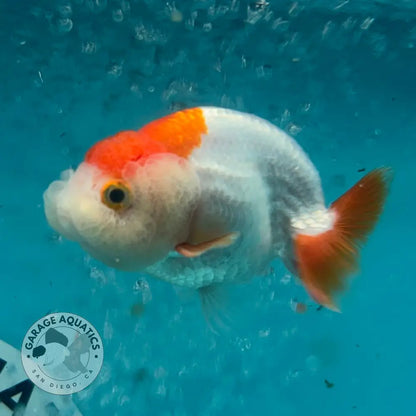 Live Premium Fancy Goldfish Thai Lionchu Red & White 3’’ Male Body (DON-010) - GOLDFISH