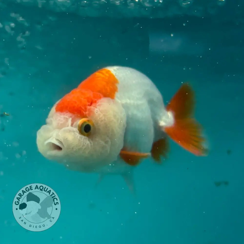 Live Premium Fancy Goldfish Thai Lionchu Red & White 3’’ Male Body (DON-010) - GOLDFISH