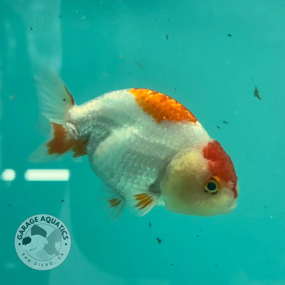 Live Premium Fancy Goldfish Thai Lionchu Red & White 3’’ Male Body (DON-011) - GOLDFISH