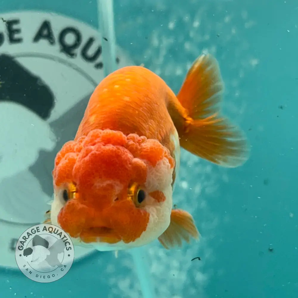 Live Premium Fancy Goldfish Thai Lionchu Red & White 3’’ Male Body (DON-012) - GOLDFISH