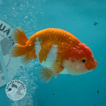 Live Premium Fancy Goldfish Thai Lionchu Red & White 3’’ Male Body (DON-012) - GOLDFISH