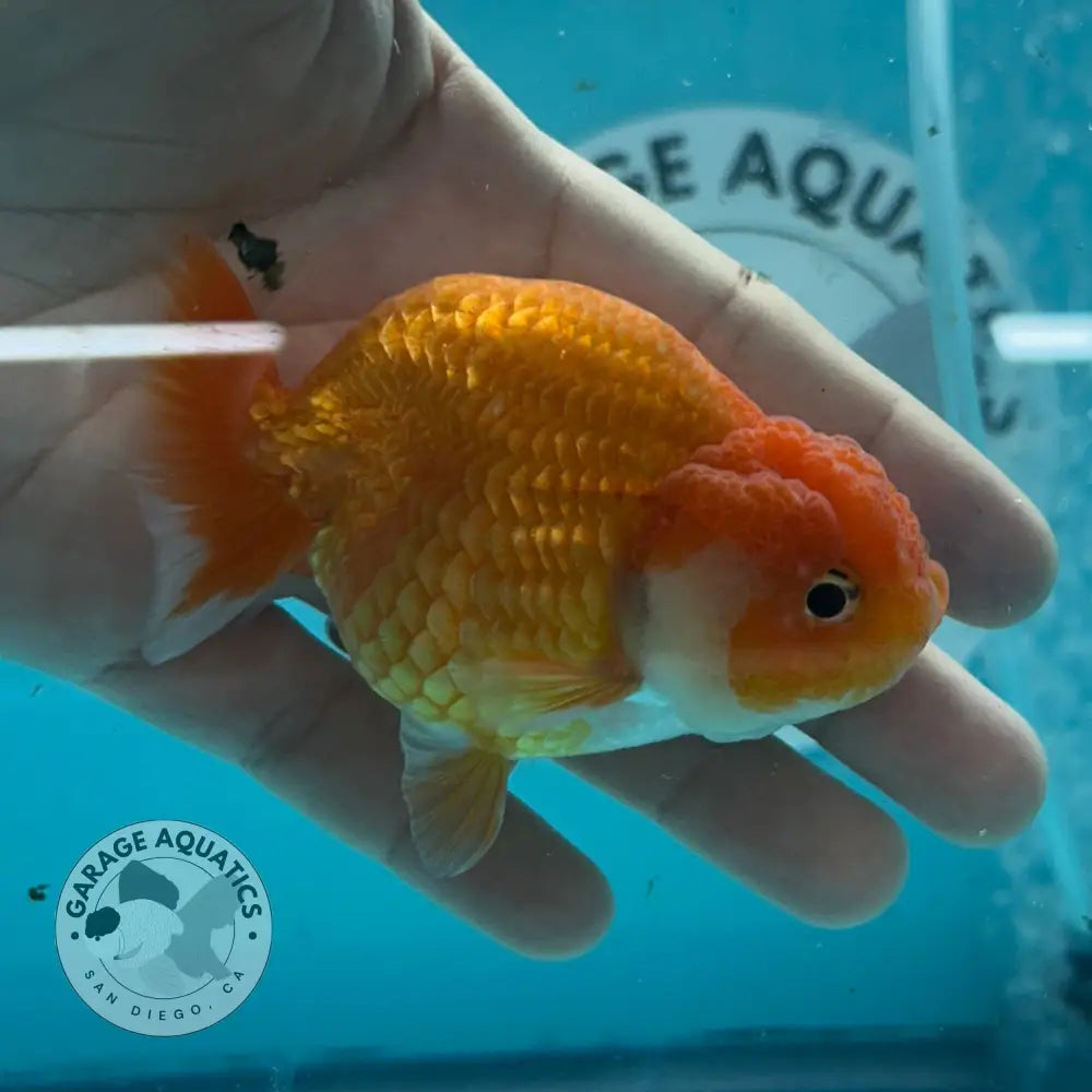 Live Premium Fancy Goldfish Thai Lionchu Red & White 3’’ Male Body (DON-013) - GOLDFISH