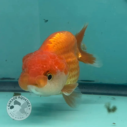 Live Premium Fancy Goldfish Thai Lionchu Red & White 3’’ Male Body (DON-013) - GOLDFISH
