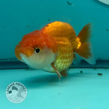Live Premium Fancy Goldfish Thai Lionchu Red & White 3’’ Male Body (DON-013) - GOLDFISH