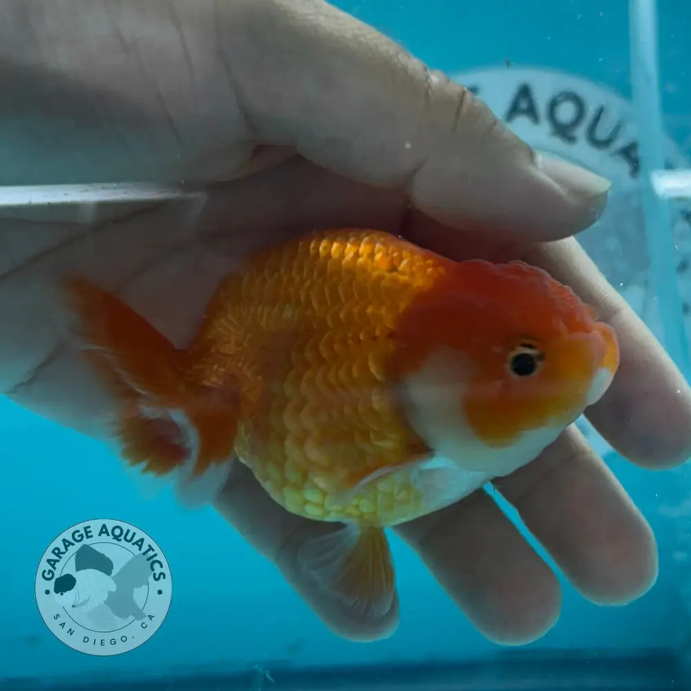 Live Premium Fancy Goldfish Thai Lionchu Red & White 3’’ Male Body (DON-013) - GOLDFISH