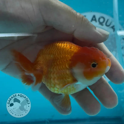 Live Premium Fancy Goldfish Thai Lionchu Red & White 3’’ Male Body (DON-013) - GOLDFISH