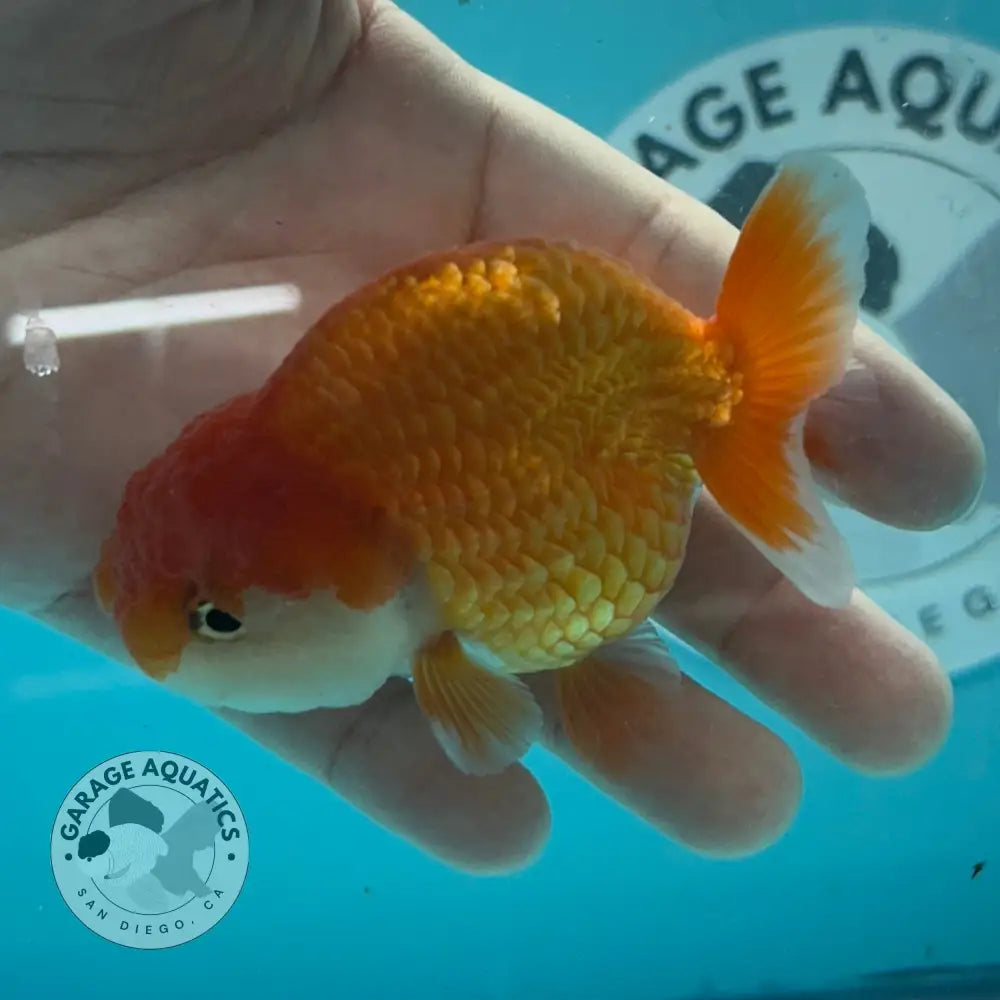 Live Premium Fancy Goldfish Thai Lionchu Red & White 3’’ Male Body (DON-013) - GOLDFISH