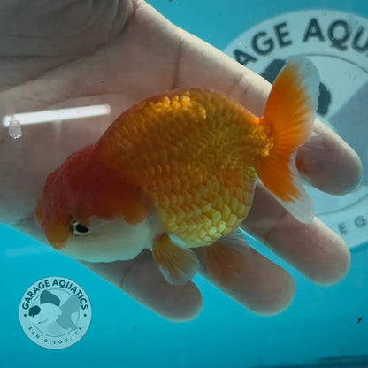 Live Premium Fancy Goldfish Thai Lionchu Red & White 3’’ Male Body (DON-013) - GOLDFISH
