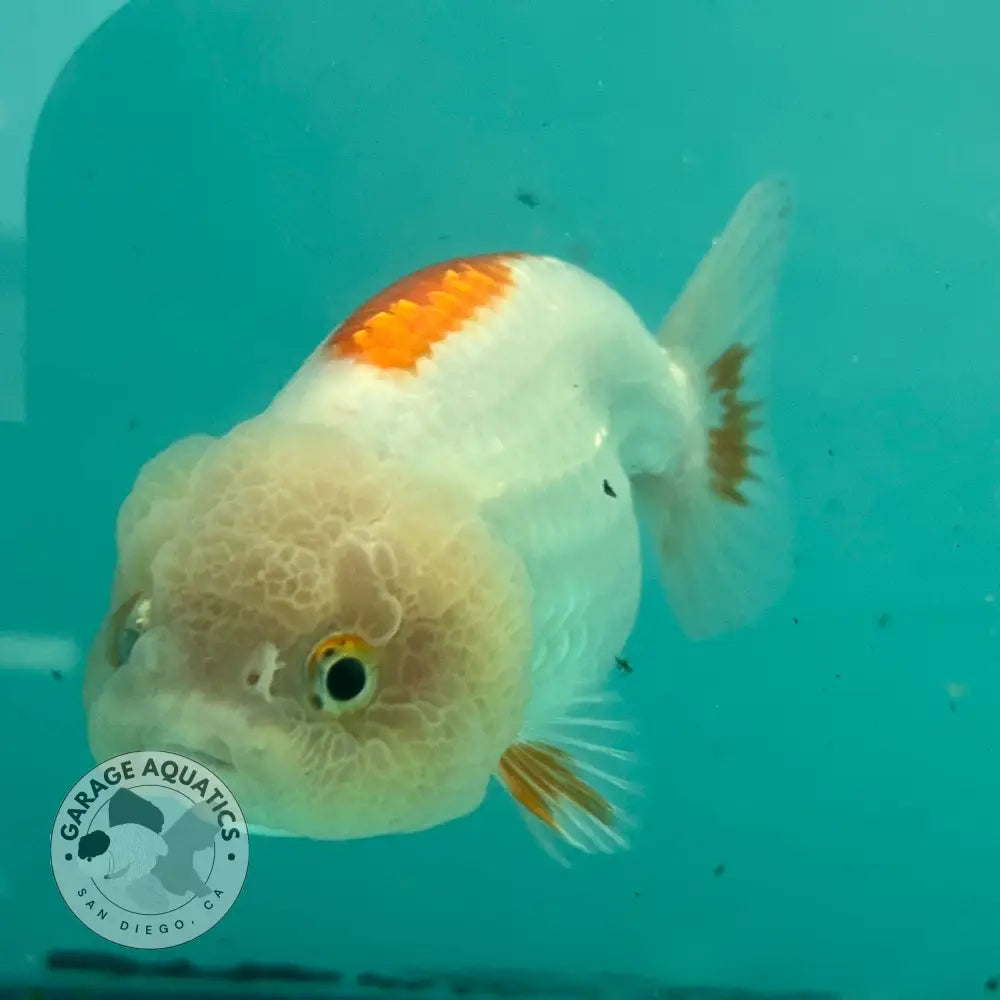 Live Premium Fancy Goldfish Thai Lionchu Red & White 3’’ Male Body (DON-014) - GOLDFISH