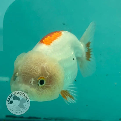 Live Premium Fancy Goldfish Thai Lionchu Red & White 3’’ Male Body (DON-014) - GOLDFISH