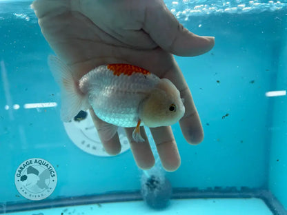 Live Premium Fancy Goldfish Thai Lionchu Red & White 3’’ Male Body (DON-014) - GOLDFISH