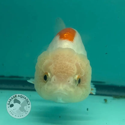 Live Premium Fancy Goldfish Thai Lionchu Red & White 3’’ Male Body (DON-014) - GOLDFISH