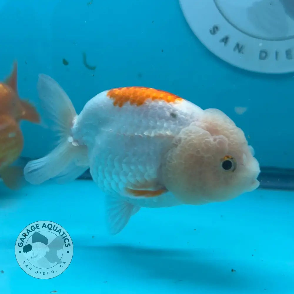 Live Premium Fancy Goldfish Thai Lionchu Red & White 3’’ Male Body (DON-014) - GOLDFISH