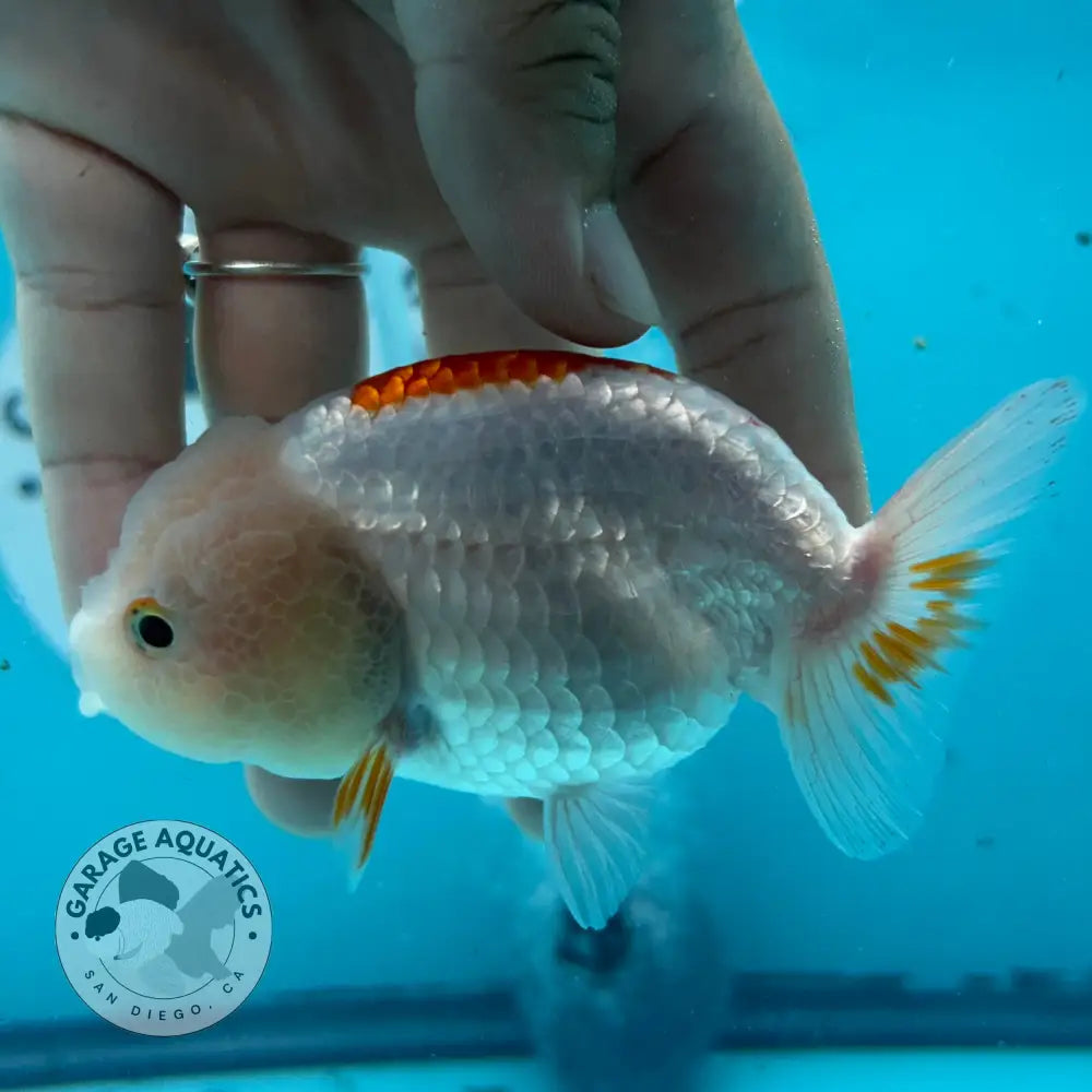 Live Premium Fancy Goldfish Thai Lionchu Red & White 3’’ Male Body (DON-014) - GOLDFISH