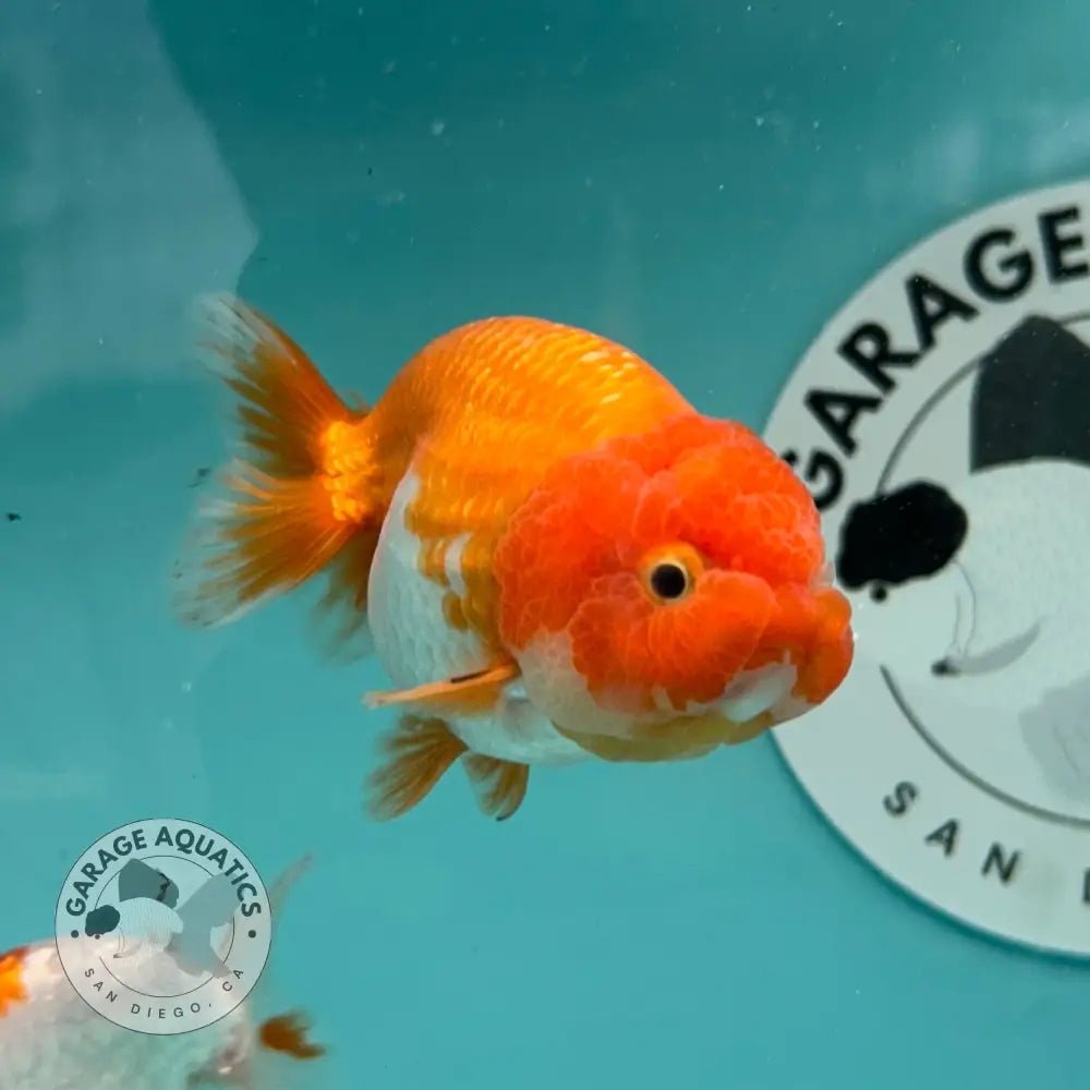 Live Premium Fancy Goldfish Thai Lionchu Red & White 3’’ Male Body (DON-015) - GOLDFISH