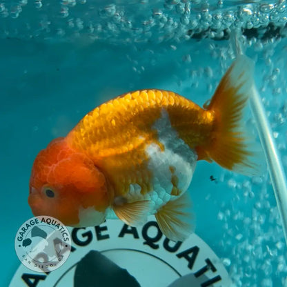 Live Premium Fancy Goldfish Thai Lionchu Red & White 3’’ Male Body (DON-015) - GOLDFISH
