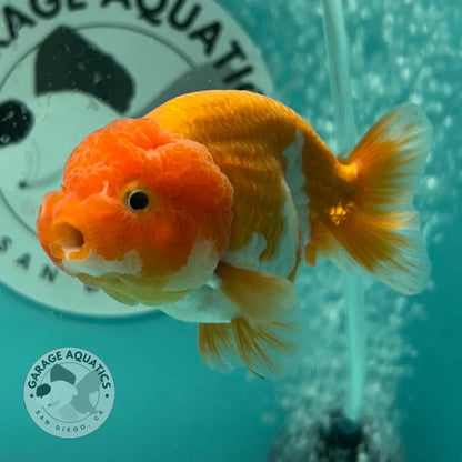 Live Premium Fancy Goldfish Thai Lionchu Red & White 3’’ Male Body (DON-015) - GOLDFISH