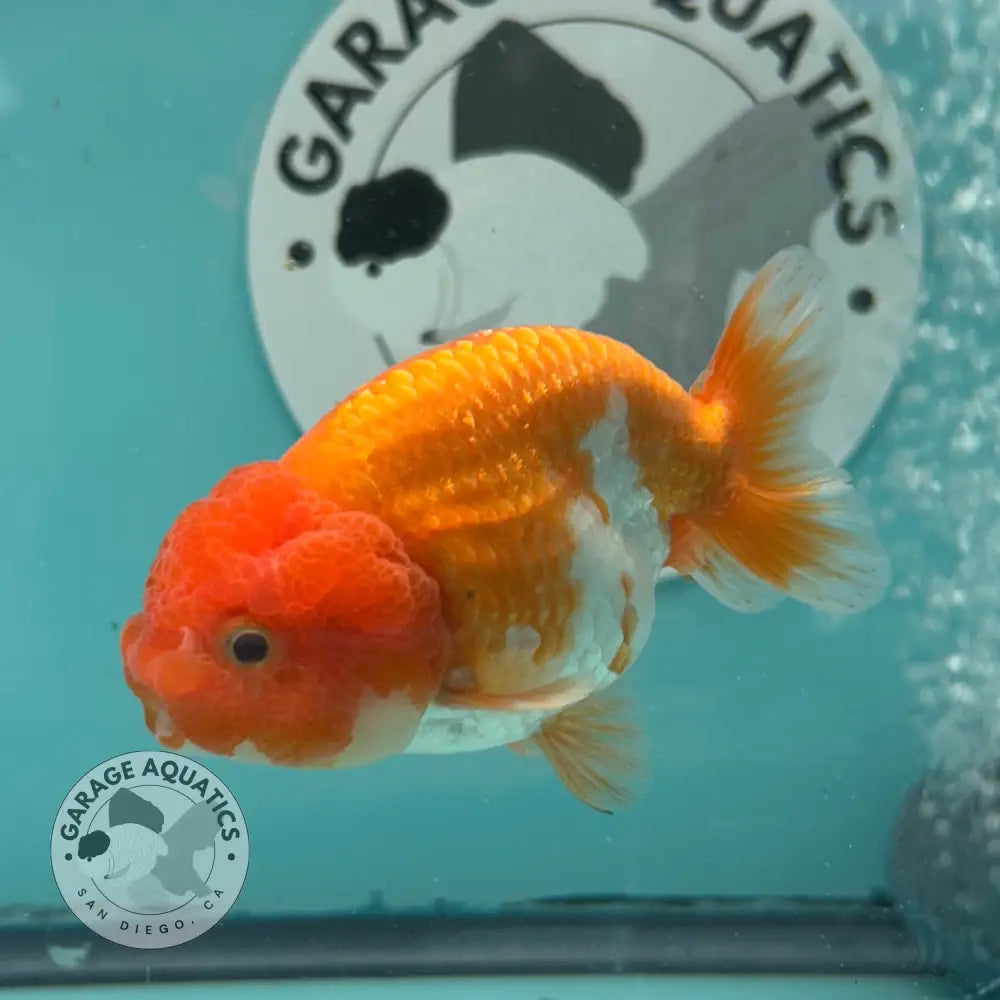 Live Premium Fancy Goldfish Thai Lionchu Red & White 3’’ Male Body (DON-015) - GOLDFISH