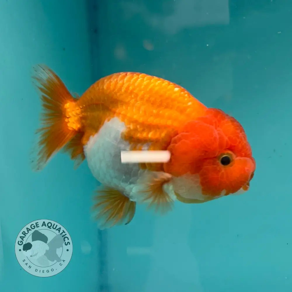 Live Premium Fancy Goldfish Thai Lionchu Red & White 3’’ Male Body (DON-015) - GOLDFISH