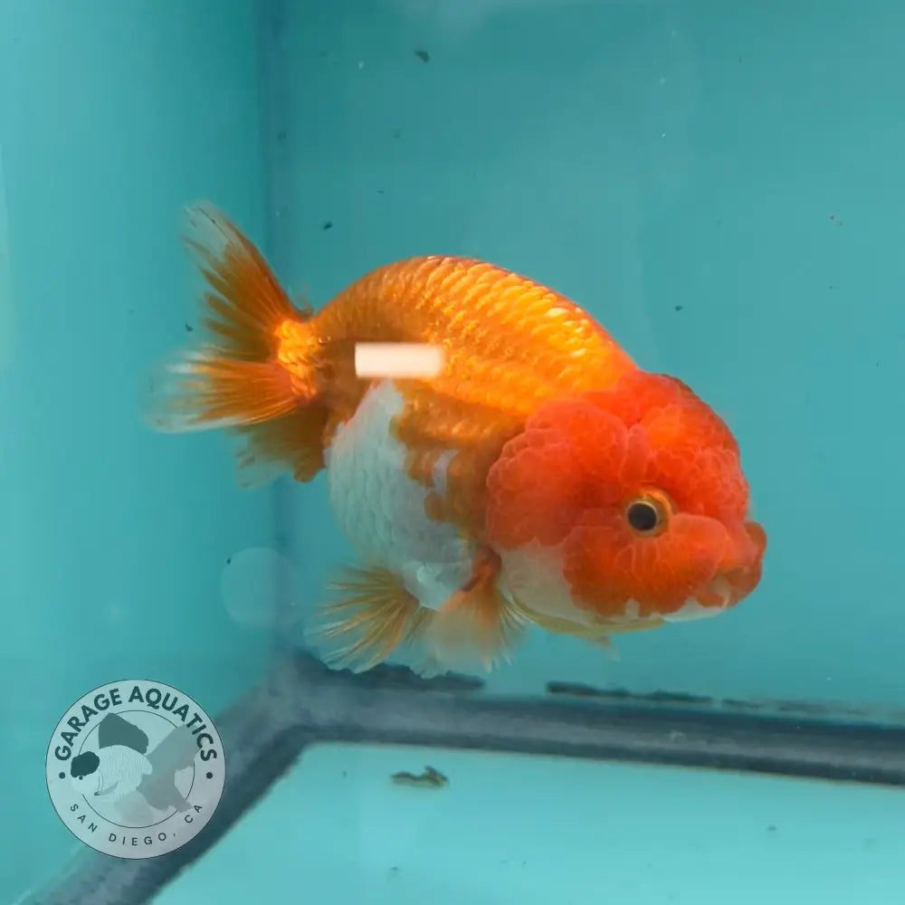 Live Premium Fancy Goldfish Thai Lionchu Red & White 3’’ Male Body (DON-015) - GOLDFISH