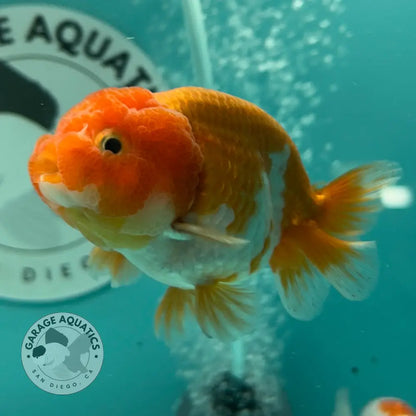 Live Premium Fancy Goldfish Thai Lionchu Red & White 3’’ Male Body (DON-015) - GOLDFISH