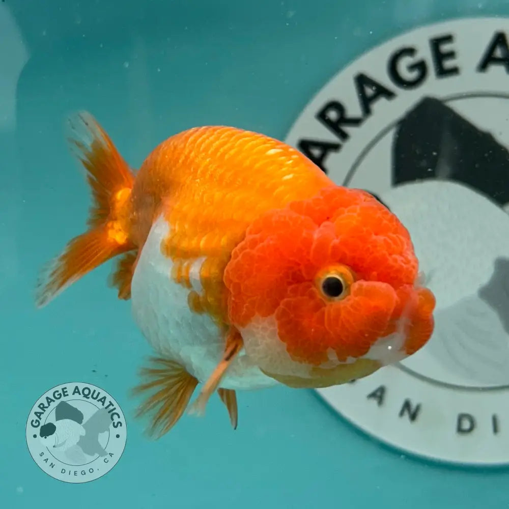 Live Premium Fancy Goldfish Thai Lionchu Red & White 3’’ Male Body (DON-015) - GOLDFISH