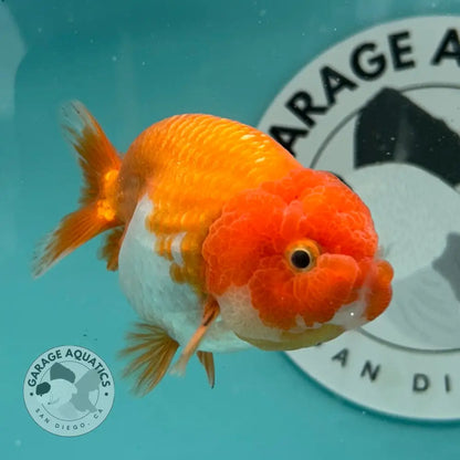 Live Premium Fancy Goldfish Thai Lionchu Red & White 3’’ Male Body (DON-015) - GOLDFISH